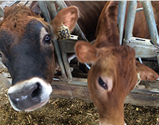Iowa offers great benefit to dairy farmers
