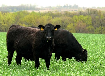 Grazing Cow photo